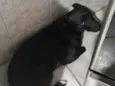 Bruce