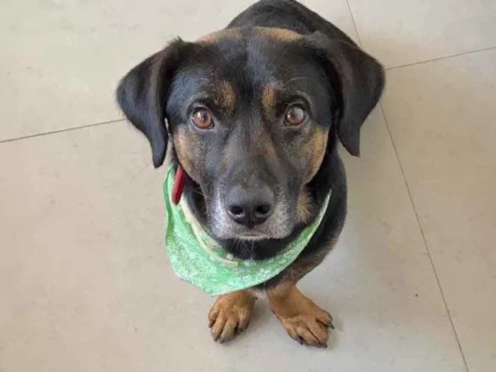 Cachorro ra a Vira lata mistura com salsicha idade 1 ano nome Manjericão 