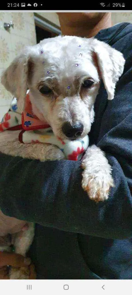Cachorro ra a Poodle idade 5 anos nome Mel