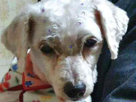 Cachorro ra a Poodle idade 5 anos nome Mel