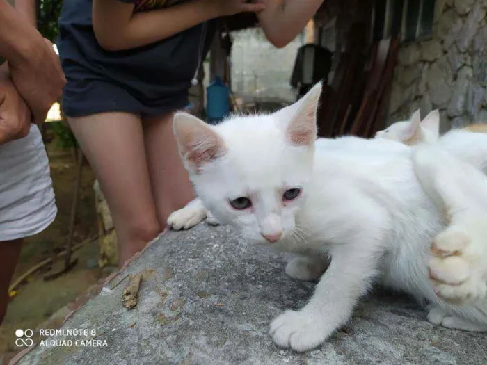 Gato ra a  idade 2 a 6 meses nome Você escolhe ??