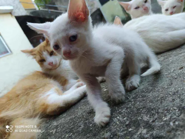 Gato ra a  idade 2 a 6 meses nome Você escolhe ??