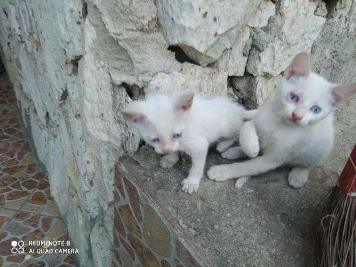 Gato ra a  idade 2 a 6 meses nome Você escolhe ??