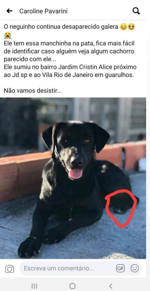 Cachorro ra a Vira lata idade 2 a 6 meses nome Neguinho 