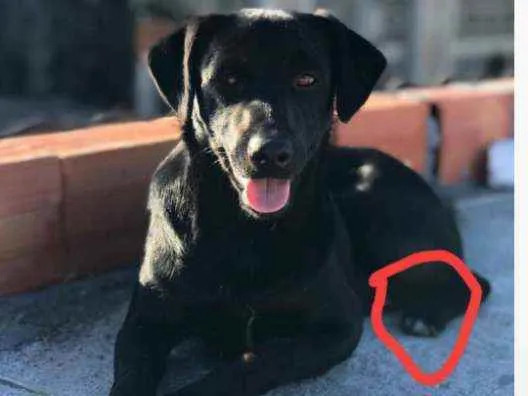 Cachorro ra a Vira lata idade 2 a 6 meses nome Neguinho 