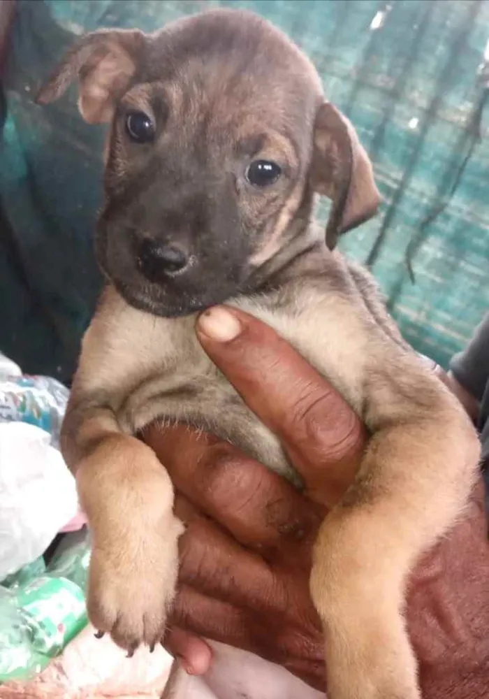 Cachorro ra a Mestiça  idade 2 a 6 meses nome Natasha 