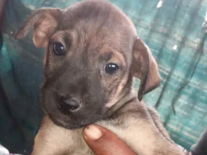 Cachorro ra a Mestiça  idade 2 a 6 meses nome Natasha 