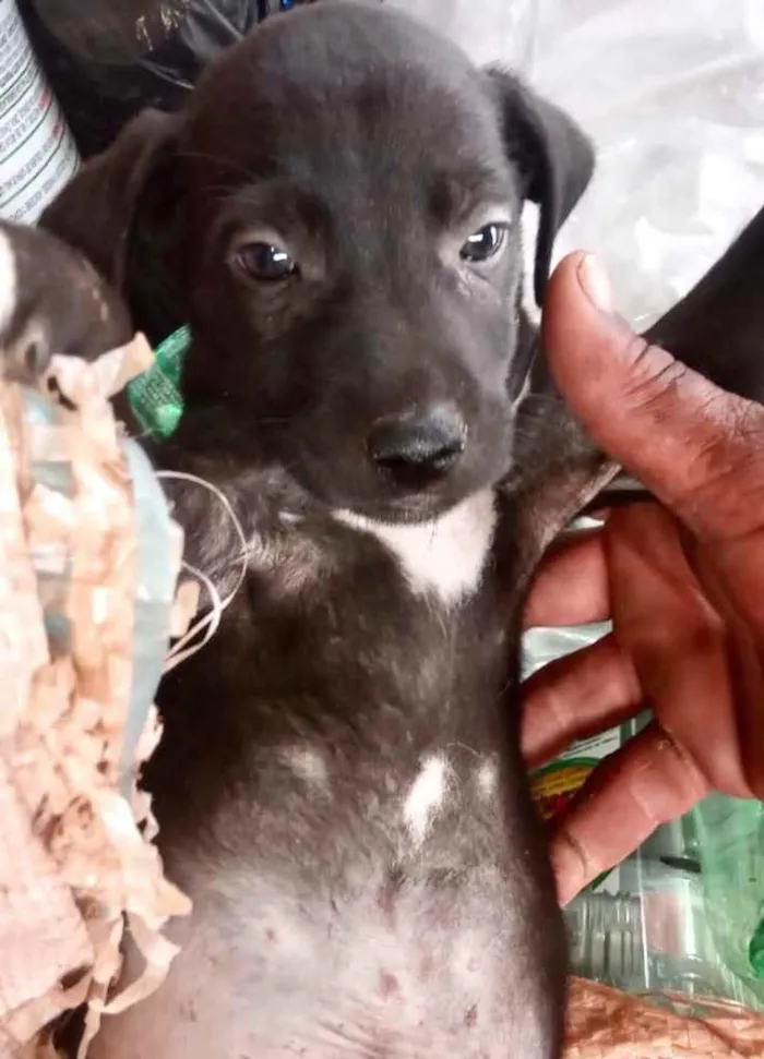 Cachorro ra a Mestiço  idade 2 a 6 meses nome Duque 