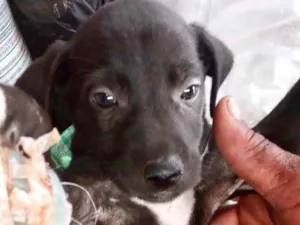 Cachorro raça Mestiço  idade 2 a 6 meses nome Duque 