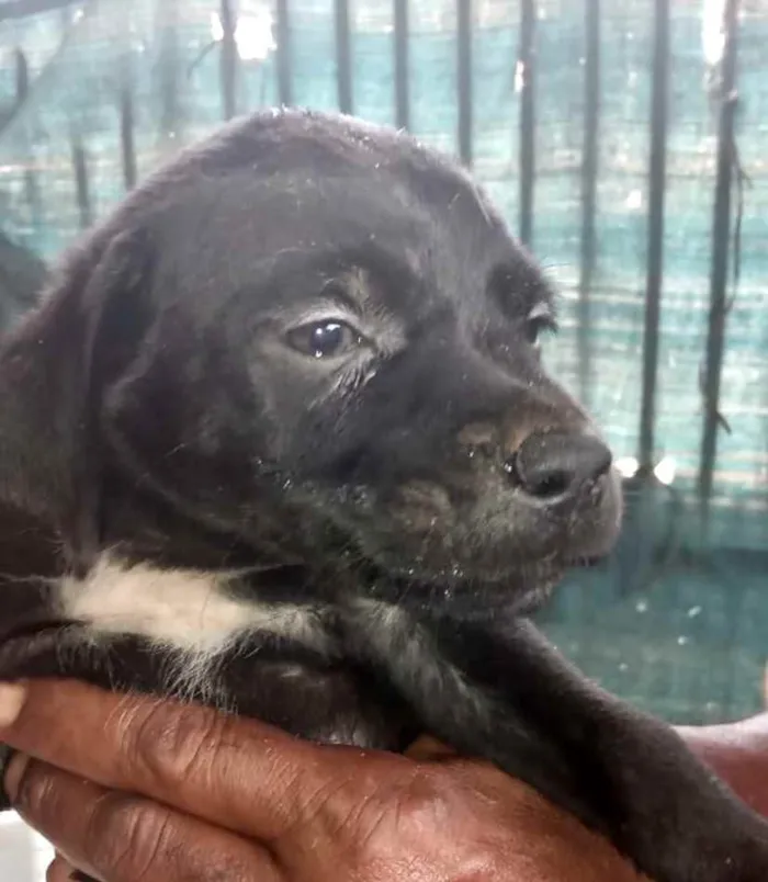 Cachorro ra a Mestiço  idade 2 a 6 meses nome Lucca 