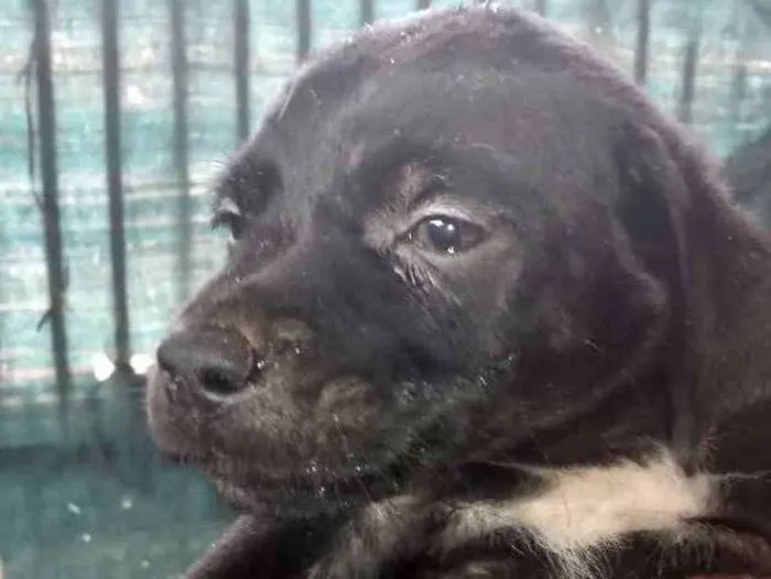 Cachorro ra a Mestiço  idade 2 a 6 meses nome Lucca 