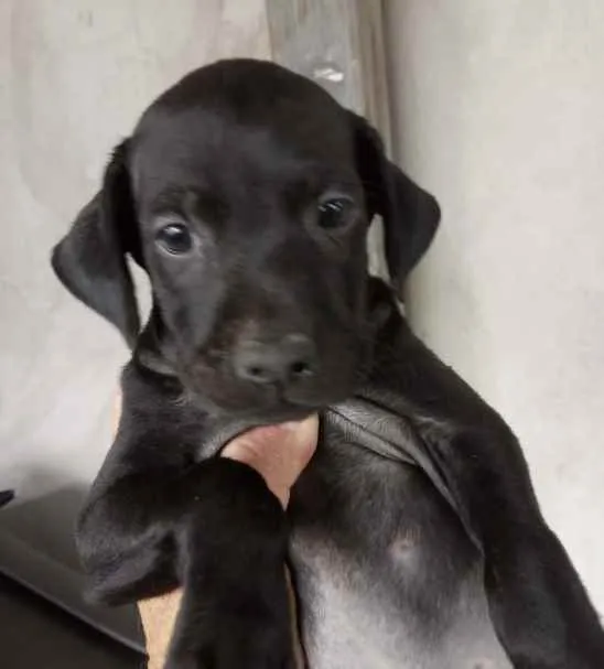 Cachorro ra a Mestiço  idade 2 a 6 meses nome Joy 