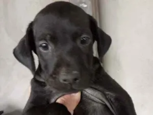 Cachorro raça Mestiço  idade 2 a 6 meses nome Joy 