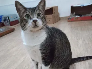Gato raça Srd idade 5 anos nome Tom