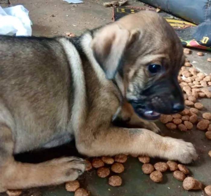 Cachorro ra a Mestiça  idade 2 a 6 meses nome Karina 