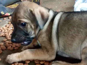 Cachorro raça Mestiça  idade 2 a 6 meses nome Karina 