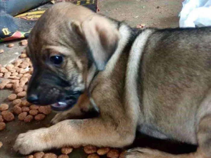 Cachorro ra a Mestiça  idade 2 a 6 meses nome Karina 