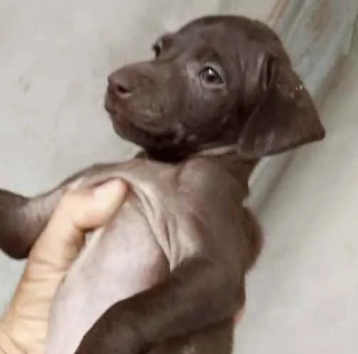 Cachorro ra a Mestiço  idade 2 a 6 meses nome Thor 