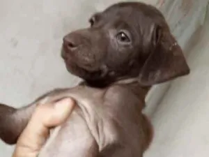 Cachorro raça Mestiço  idade 2 a 6 meses nome Thor 