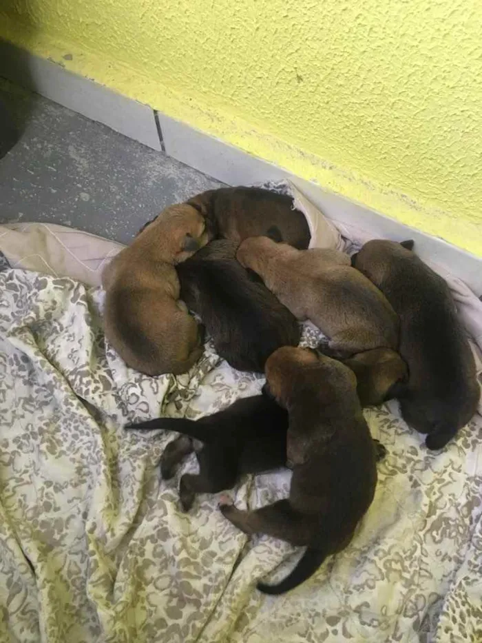 Cachorro ra a Vira-lata idade Abaixo de 2 meses nome Rn