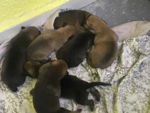 Cachorro raça Vira-lata idade Abaixo de 2 meses nome Rn