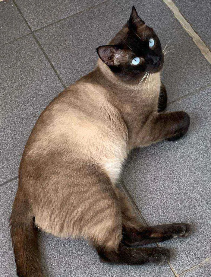 Gato ra a Srd idade 3 anos nome Vitor