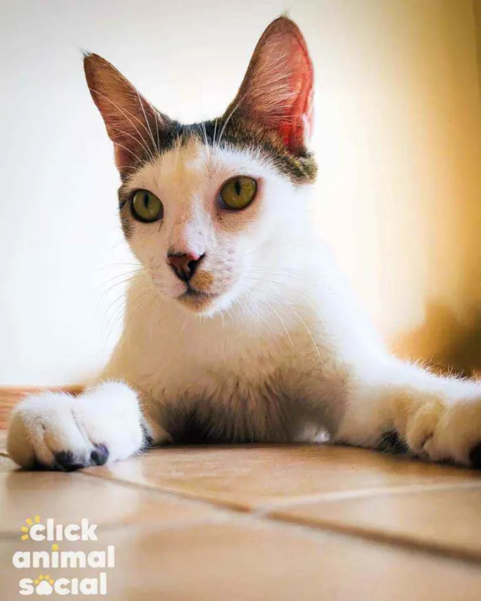 Gato ra a Srd idade 7 a 11 meses nome Lucca