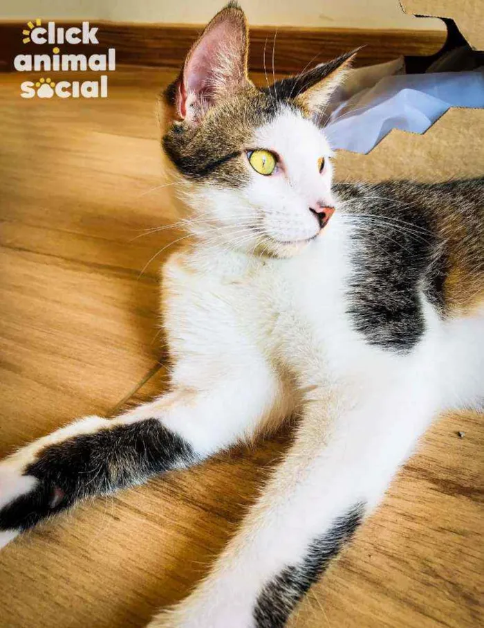 Gato ra a Srd idade 7 a 11 meses nome Lucca