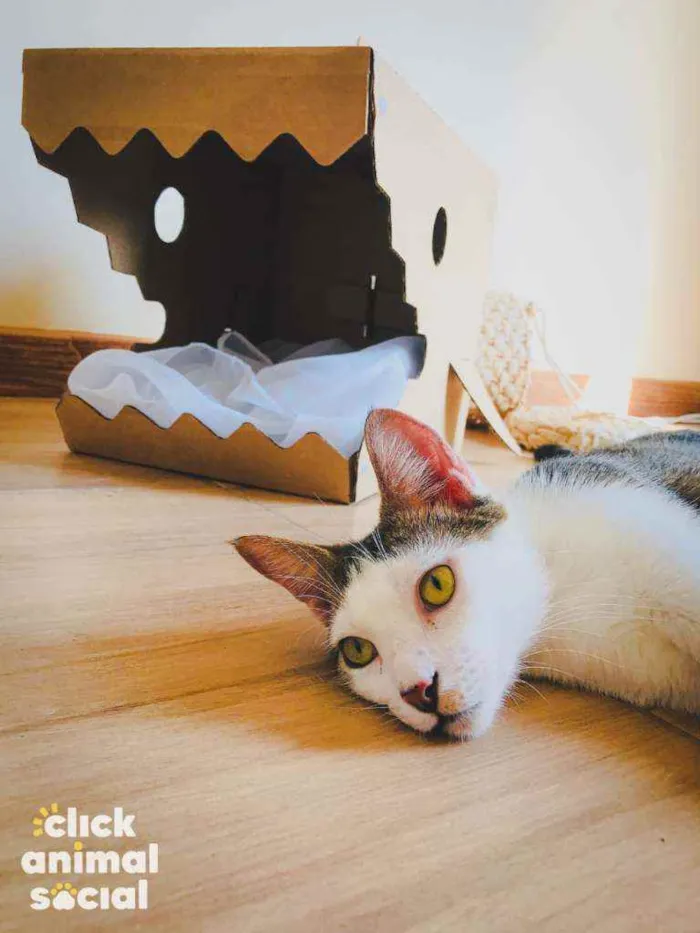 Gato ra a Srd idade 7 a 11 meses nome Lucca
