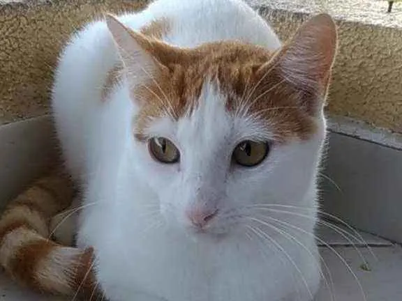Gato ra a Srd idade 7 a 11 meses nome Zoé