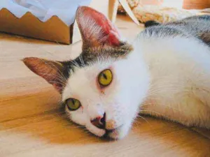 Gato raça Srd idade 7 a 11 meses nome Lucca