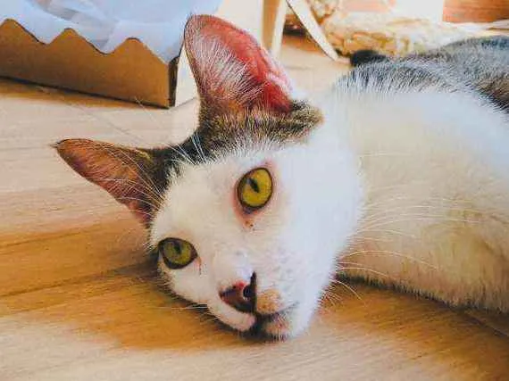 Gato ra a Srd idade 7 a 11 meses nome Lucca