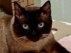 Gato raça Srd idade 3 anos nome Vitor