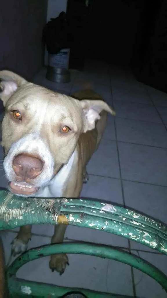 Cachorro ra a Pitbull idade 1 ano nome Thor 