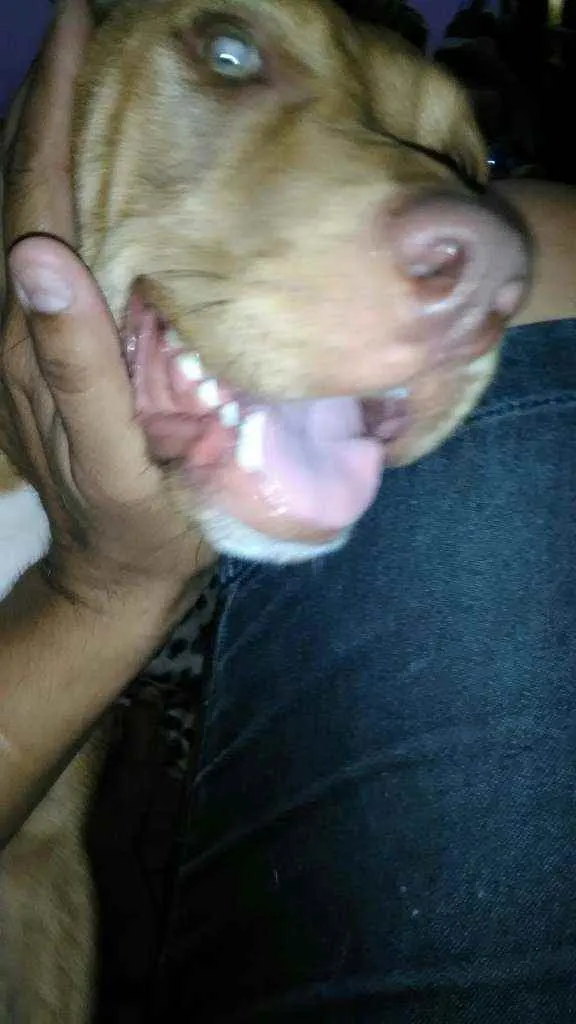 Cachorro ra a Pitbull red idade 7 a 11 meses nome Pandora