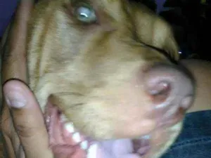 Cachorro raça Pitbull red idade 7 a 11 meses nome Pandora