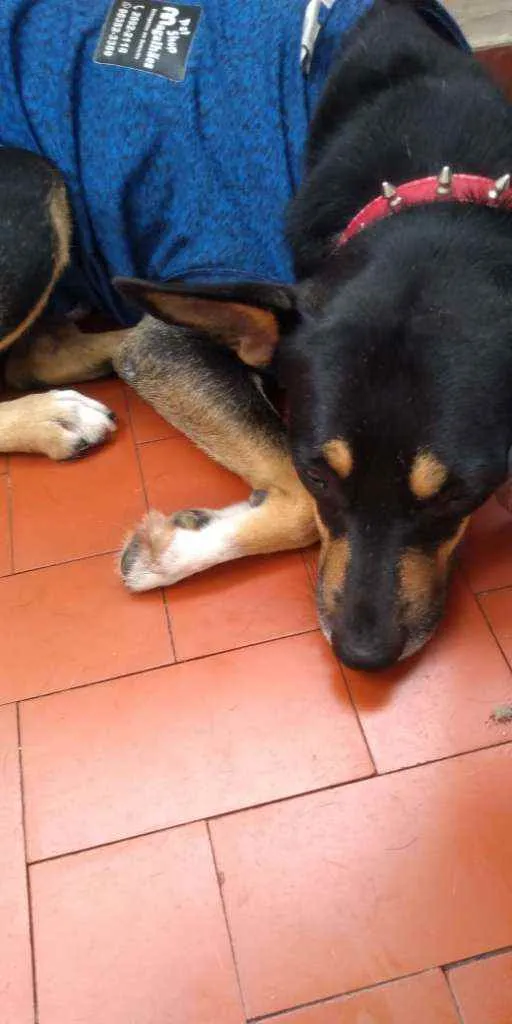 Cachorro ra a SRD idade 2 anos nome Sexta-feira