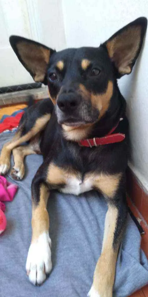 Cachorro ra a SRD idade 2 anos nome Sexta-feira