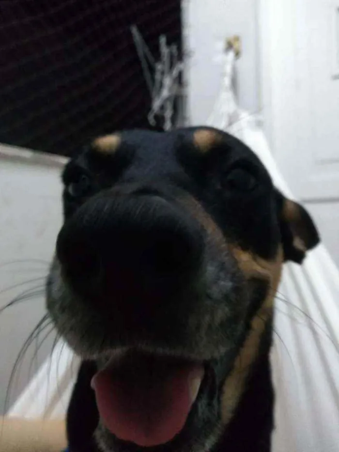 Cachorro ra a SRD idade 2 anos nome Sexta-feira
