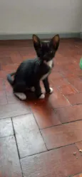 O dono vai escolher 