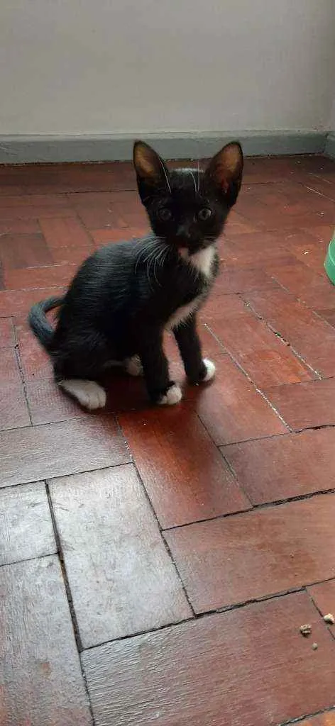 Gato ra a Sem raça idade 2 a 6 meses nome O dono vai escolher 