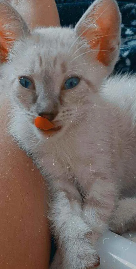 Gato ra a Sem raça  idade 2 a 6 meses nome O dono vai escolher 