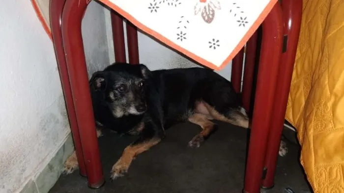 Cachorro ra a Vira-lata idade 5 anos nome Kiara