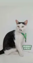 Bruninho