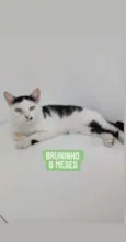 Bruninho