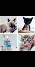 Gatinhos bebês