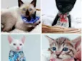 Gatinhos bebês