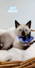 Gatinhos bebês