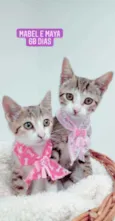 Mabel e Maya