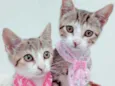 Mabel e Maya